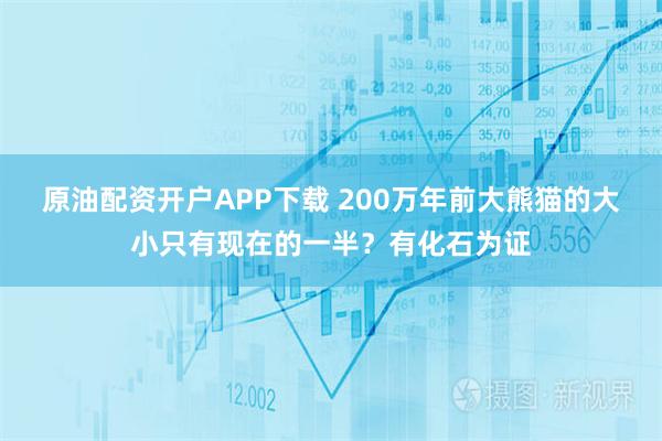 原油配资开户APP下载 200万年前大熊猫的大小只有现在的一半？有化石为证